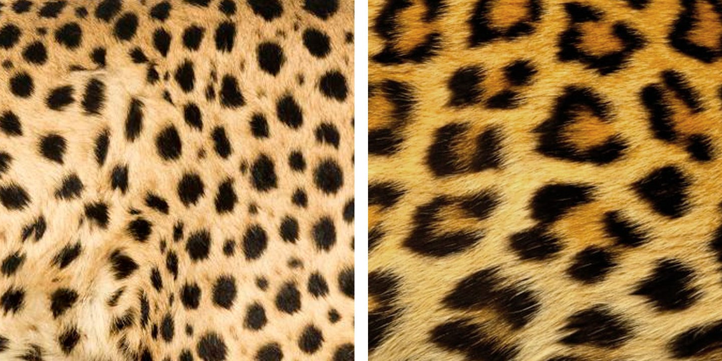 Cheetah print on left versus Leopard print on right